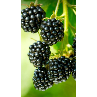 Brombeere, 1kg