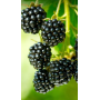 Blackberry, 1kg